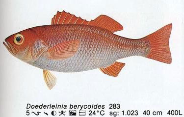 Doederleinia berycoides